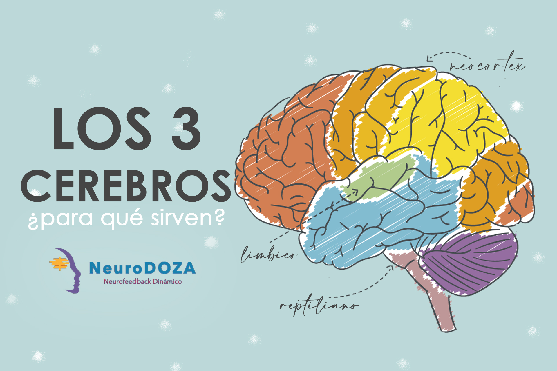 Conoce Cuáles Son Nuestros Tres Cerebros - NeuroDoza